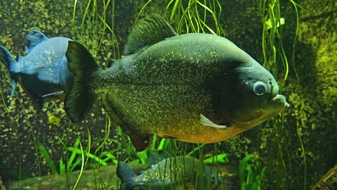 Side view of three piranha fish Stock Footage 275478822