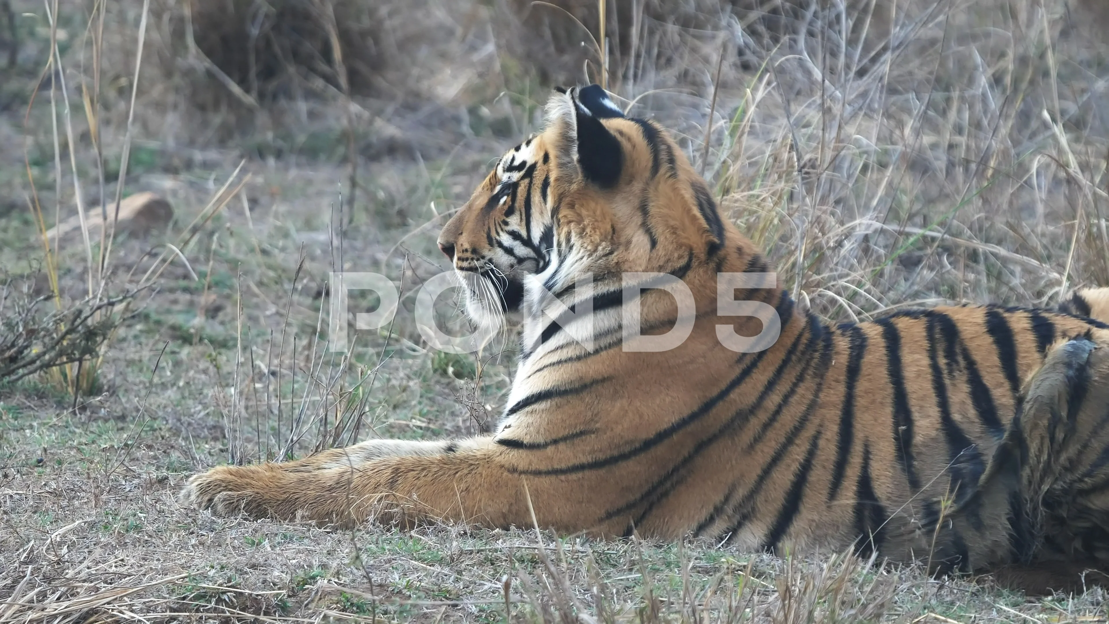 tiger side view