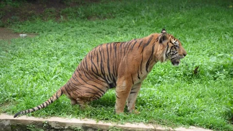 Side view of a tiger defecating in tall green grass. Vídeo Stock 336522563