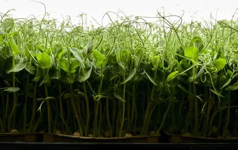 Side view of tightly packed pea seedlings growing in urban farm Stock Photos