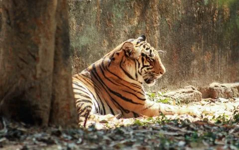 Side view of a tigris resting Stock Photos