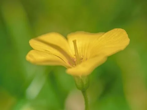 Side view of the tiny flower of the creeping wood sorrel blooming on a grass  Stock Photos