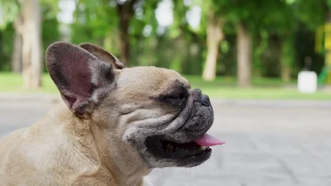 Side view of tired dog sitting in park. Stockbeeldmateriaal 243960269