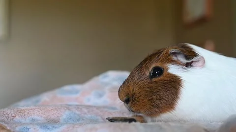 Side view of a tired Guinea pig laying on a blanket while stretching and yawning Stock Footage 245400947