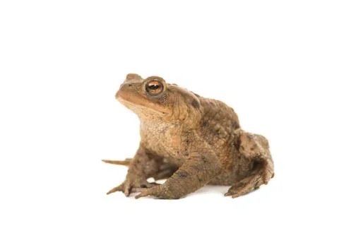 Side view of a toad on a white background Stock Photos