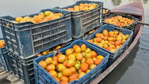 Side View Of Tomato Basket Crates On Floating Boat Bangladesh Stock Footage 339640686
