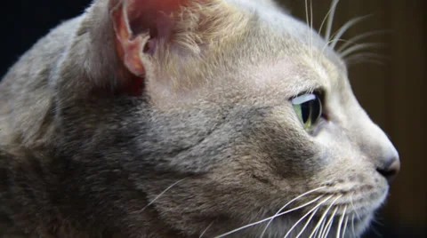 The Side view of the tomcat Stock Footage 35526939