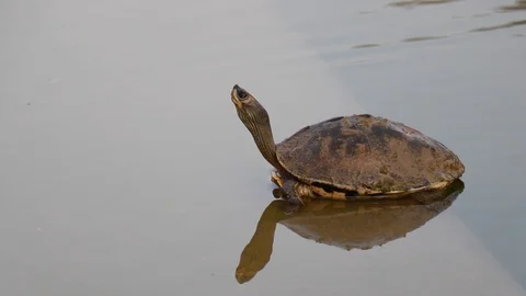 Side view of tortoise breathing in water Видео 121965637