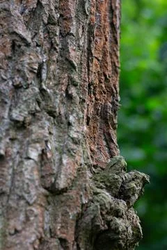 Side View Of Tree Bark Фото