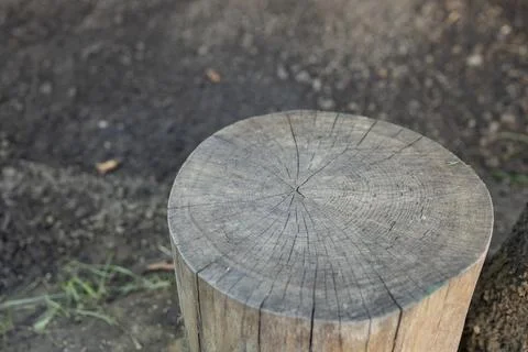 Side view of a tree stump on blurred black earth, soft focus close up Foto stock