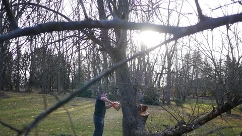 Side view of a tree trunk being worked on by construction worker with chainsaw Stock Footage 86715695