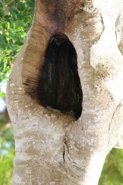 Side view of a triangular hole in the trunk of a tree 스톡 사진