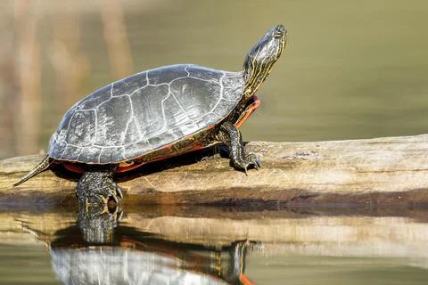 Side view of turle on log. Stock Photos