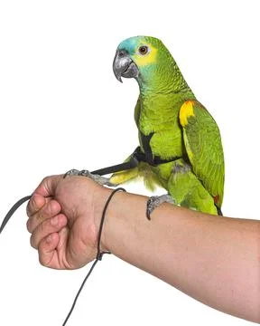 Side view of Turquoise-fronted amazon hold in a human hand with an harness Stock Photos