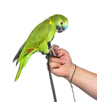Side view of Turquoise-fronted amazon hold in a human hand with an harness Stock Photos