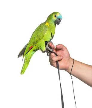 Side view of Turquoise-fronted amazon hold in a human hand with an harness Stock Photos