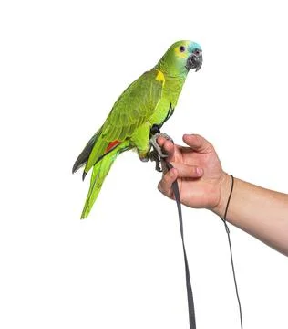 Side view of Turquoise-fronted amazon hold in a human hand with an harness Stock Photos