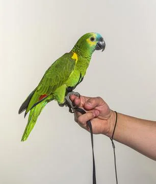 Side view of Turquoise-fronted amazon hold in a human hand Stock Photos