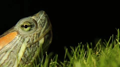 Side view of turtle head gradually disappearing into grass against black Video stock 311894567