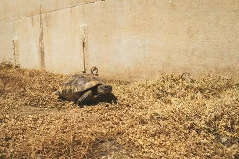 Side view of a turtle Stock Photos