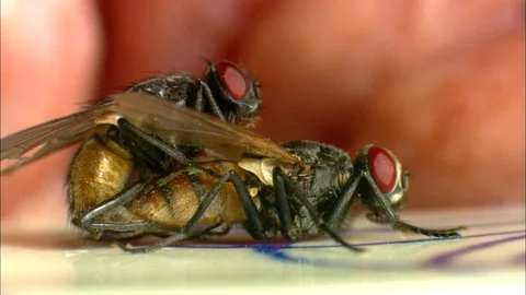 Side view of two Common Houseflies mating and crawling off Stock Footage 95600514