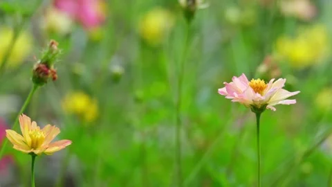 Side view of two cosmos flowers, one taller and one shorter, in pinkish-yel.. Stock Footage 300079652