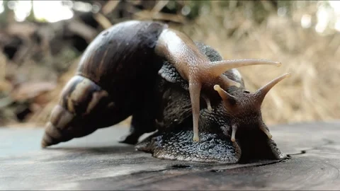 Side view of two Giant African Snails (Lissachatina fulica) crawling on a log Stock Footage 343934832