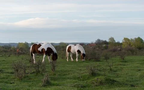 Side view of two horses while graze grass in pasture Stock Photos