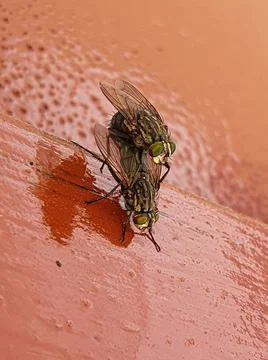 Side view of two house flies having sex, Musca domestica. Stock Photos
