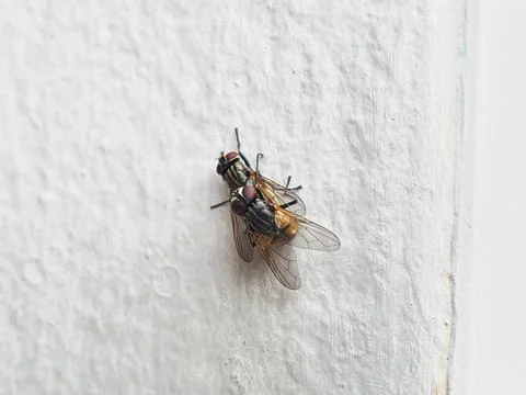 Side view of two house flies having sex, Musca domestica. Stock Photos