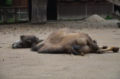 Side view of two humped camel standing in corral under sunlight at zoo Stock Photos