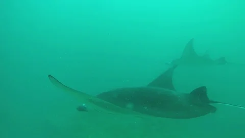 Side view of two manta rays gliding Video stock 82513615