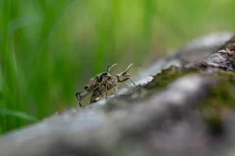 Side view of two Rhagium inquisitor longhorn beetles  Stock Photos