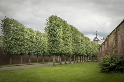 Side view of two rows of trees and a roadway Stock Photos