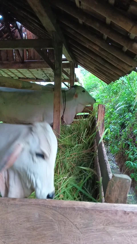 Side View of Two White Cows Eating Fresh Grass Inside Traditional Wooden Barn Vídeo Stock 335019576