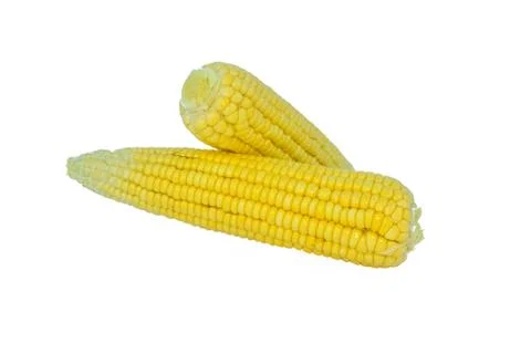 Side view of two yellow colored sweet corn isolated on a white background Stock Photos