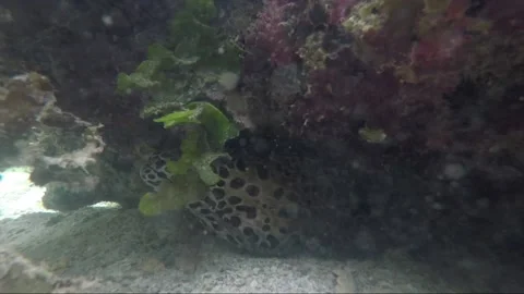 Side view underwater close up shot of spotted moray eel, Karimunjawa, Indonesia Stock Footage 162102816