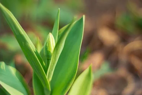 Side view of an unopened Tulip Bud. Stock Photos