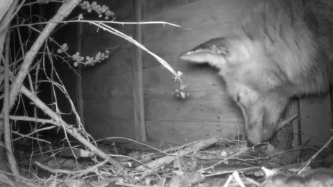 A side view of an urban fox (Vulpes) eating a monkey nut (peanut). Video stock 151591023
