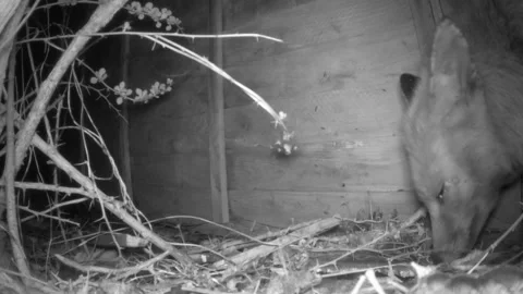A side view of an urban fox (Vulpes) trying to eat a monkey nut (peanut). Video stock 151603867