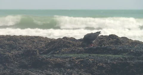 Side view of a variable oystercatcher foraging on rocks during low tide Stock Footage 341235921