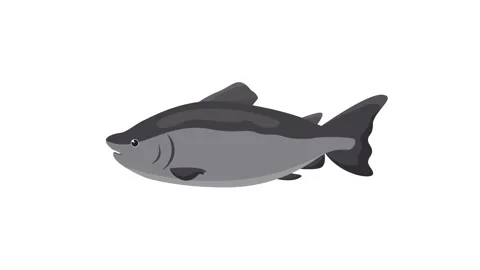 Side View Vector Illustration of a Grey Fish Icon Isolated on White Background Stock Footage 345931097