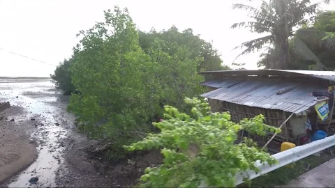 Side View, Vehicle Shot, Driving, View from the road, Catmon, Cebu, Philippines Stock Footage 255454314
