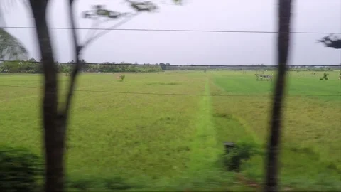 Side View Vehicle Shot, Green Paddy Rice Fields, Java, Indonesia Stockbeeldmateriaal 246977381