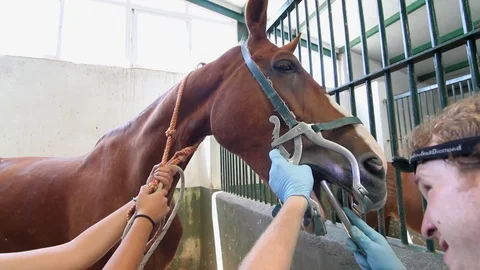 Side view of vet checking mouth of a chestnut dressage horse. 스톡 동영상 128823173