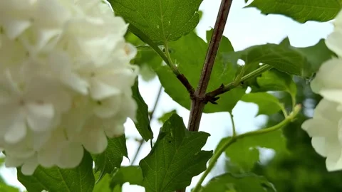 Side view of vibrant blooming snowball bush branch Video stock 346164427