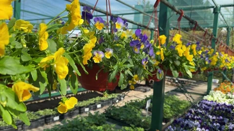 Side view of vibrant blooming viola cornuta in brown hanging baskets Video stock 346163766