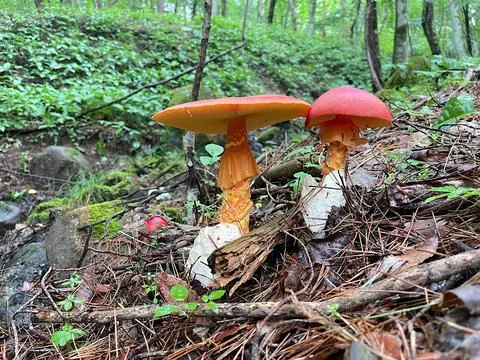 Side View of Vibrant Caesar's Mushrooms on Forest Floor Stock Photos