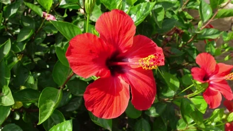 Side view of a vibrant red hibiscus flower moving Stock Footage 285231544