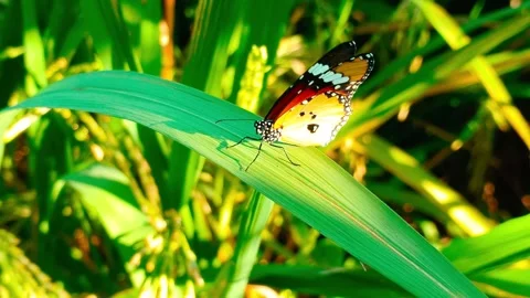 Side View Video Shows Plain Tiger Butterfly Flapping Wings on the Grass Stock Footage 338151611